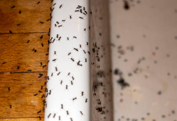 Best Bed Bug Extermination  in Wortham, TX